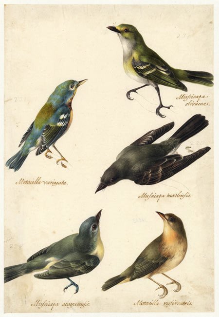 Estudios ornitológicos de cinco pájaros. José Atanasio Echeverría. 1800.