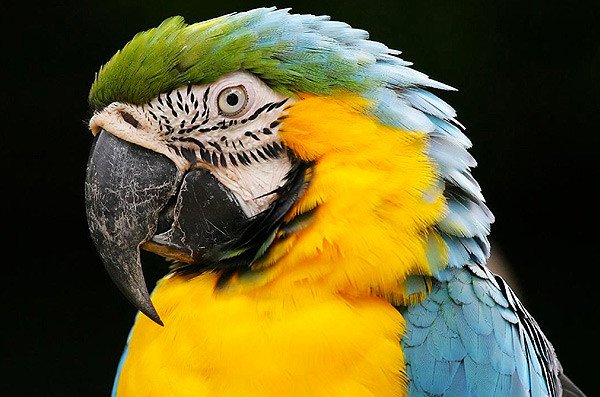 The Blue-and-yellow Macaw, South America, is listed as Least Concern on the IUCN Red List of Threatened Species.