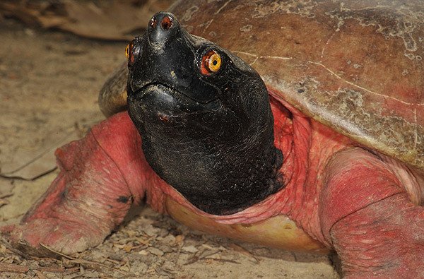The Northern River Terrapin, Batagur baska, is listed as Critically Endangered on the IUCN Red List of Threatened Species.