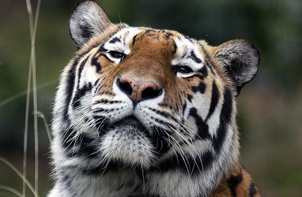 The Tiger (Panthera tigris), the largest of all cats, is listed on the IUCN Red List of Threatened Species.
