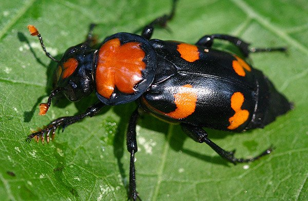 The American Burying Beetle is listed as &#8216;Critically Endangered&#8217; on the IUCN Red List of Threatened Species.