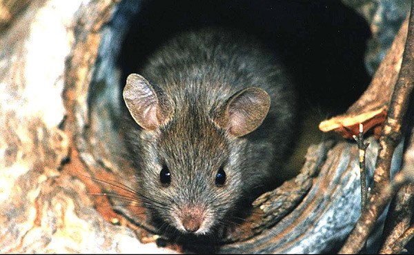 The Greater Stick-nest Rat, Leporillus conditor, is listed as &#8216;Vulnerable&#8217; on the IUCN Red List of Threatened Species.