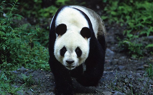 The Giant Panda, Ailuropoda melanoleuca, is listed as &#8216;Endangered&#8217; on the IUCN Red List of Threatened Species.