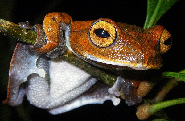 Rhacophorus vampyrus. Discovered in 2010, this frog is known from the southern Vietnam forest is listed as Endangered on the IUCN Red List.