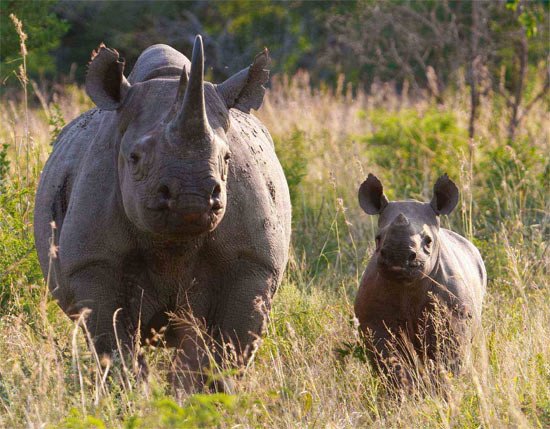 Madre y cría de rinoceronte negro en uno de los sitios en los que WWF Sudáfrica está realizando trabajos para la conservación del Rinoceronte Negro.