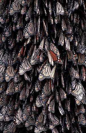 Cada año millones de mariposas monarcas emigran de Canadá y el Norte de Estados Unidos para pasar el invierno en los bosques de México. Foto WWF