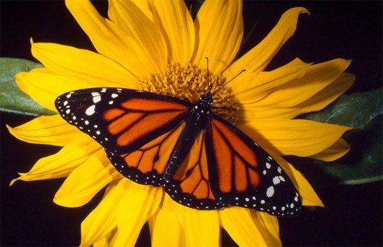 Ejemplar de Danaus plexippus (Mariposa Monarca). WWF