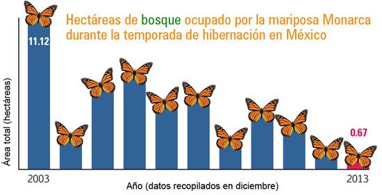 Hectáreas de bosque ocupado por la mariposa Monarca durante la temporada de hibernación en México. WWF