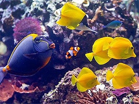 Un grupo de peces disfruta de la protección que les da un arrecife de coral.