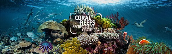 Coral Reefs: Secret Cities of the Sea. Museo Natural de Londres