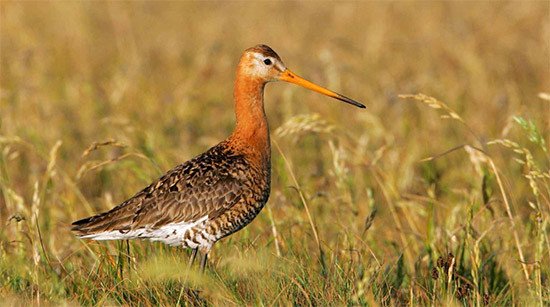 The Black-tailed Godwit, Limosa limosa, a specie that has been classified as Vulnerable in Europe and Endangered in the EU.