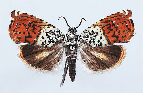 Sirindhornia chaipattana, one of the newly discovered "Princess" moths  © Nantasak Pinkaew