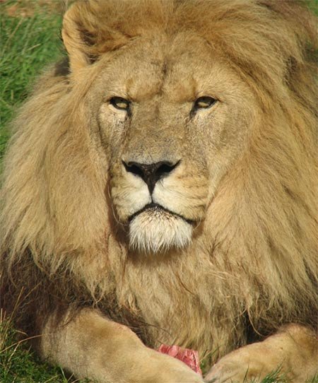 Lion (Panthera leo) Fotografía: Craig Hilton-Taylor