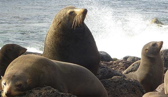 Guadalupe Fur Seal (Arctocephalus townsendi) Fotografía: Casandra Galvez