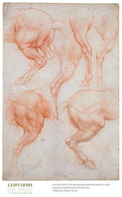 Estudio de patas traseras de caballo. 1508. Leonardo da Vinci
