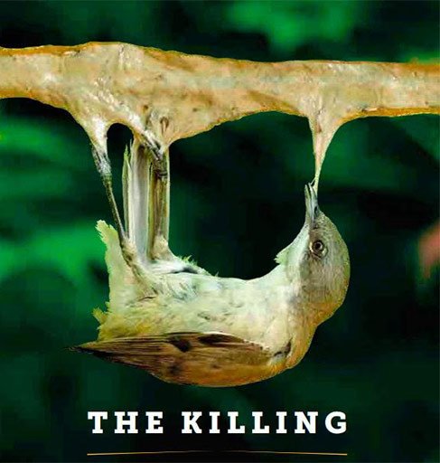 Un pajarillo capturado en una vara con pegamento, en la portada del informe de BirdLife International. Guiarte.com