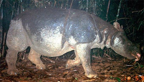 Imagen de un rinoceronte de Java, recogida por una cámara en el Cat Tien National Park, Vietnam. El ultimo rinoveronte de java vietnamita fue encontrado muerto en 2010. La esoecie está extinta en el c