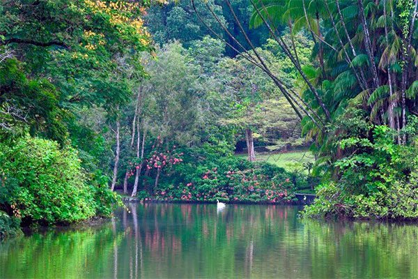 Lago Swan, en el Jarín Botánico de Singapur © Singapore Botanic Gardens/UNESCO