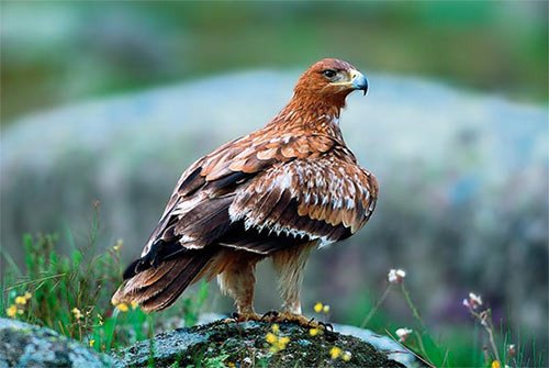 Águila imperial. Tatavasco/Seo/BirdLife