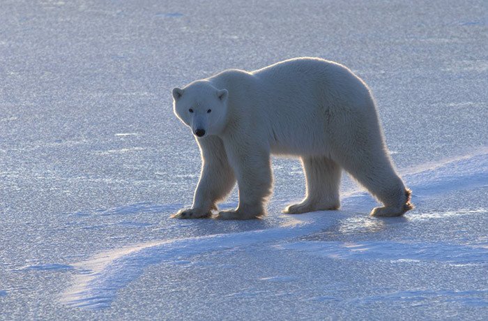 Polar Bear (Ursus maritimus) Fotografía: Andrew E Derocher
