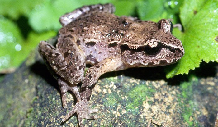 Hamiltons Frog (Leiopelma hamiltoni) Fotografía: Paddy Ryan