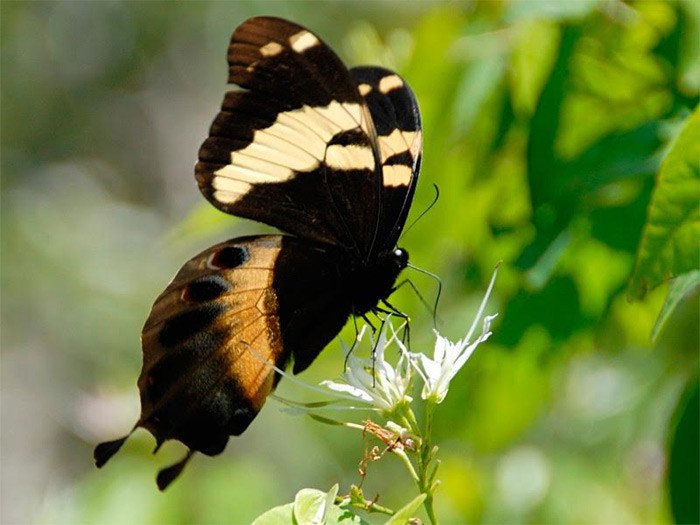 La gran mariposa Homero Papilio Nomero © V. Turland/UNEWSCO