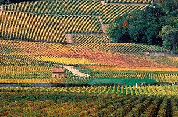 Viñedos de Borgoña, en la lista del Patrimonio Mundial de la UNESCO © Jean-Louis Bernuy/Mosaic of the Climats/UNESC