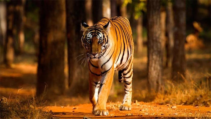 Buenas noticias del mundo del tigre, en Asia. Imagen de http://tigers.panda.org/