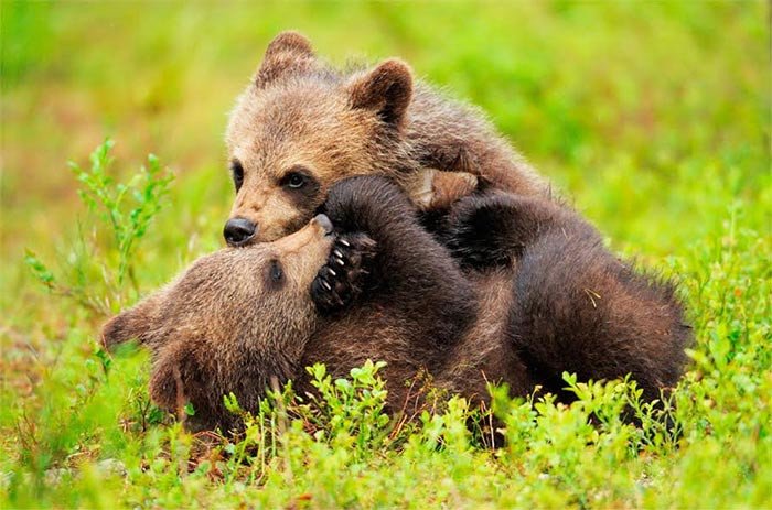 Cachorros de oso pardo en Finlandia. El oso es una de las especies que se recuperan en Europa gracias a las Directivas de Naturaleza © Staffan Widstrand / Wild Wonders of Europe / WWF