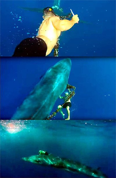 Con ayuda de un cuchillo, César Espino se acerca al cetáceo para liberarlo.