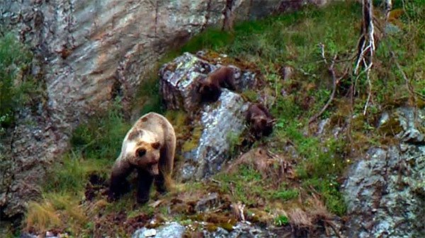 Imagen de osa con sus crías, en la montaña cantábrica. Tomada de un video de FAPAS, sobre los censos de oso pardo.