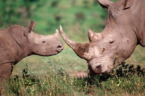 El rinoceronte está en grave peligro por el furtivismo, advierten tanto la CITES como WWF. © Martin Harvey / WWF