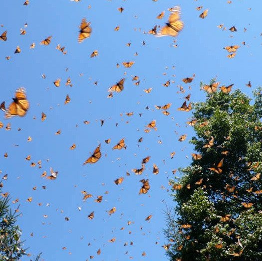 Mariposa Monarca. Reserva de la Biosfera, México. Fotografía: Jim Thorsell.