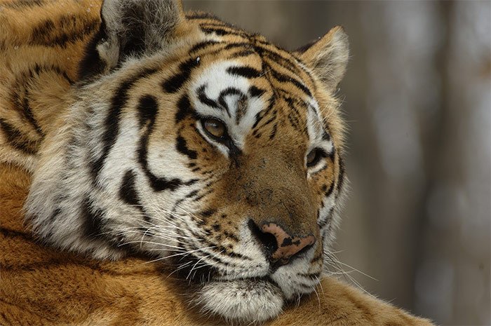 Amur tiger resting. Valery Maleev. http://wwf.panda.org/