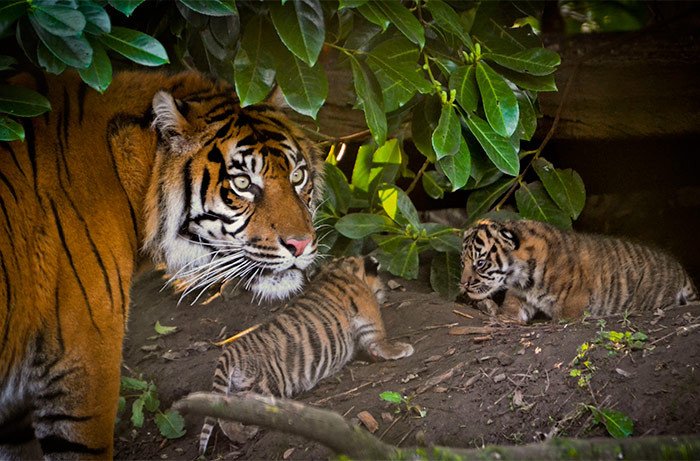 Sumatran tiger and cubs at zoo. Alex Walsh / WWF.