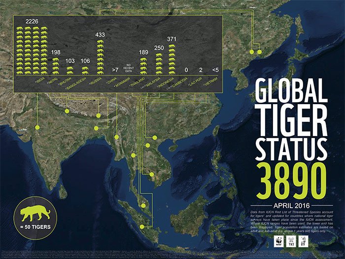 Info-graphic on global tiger status. WWF.