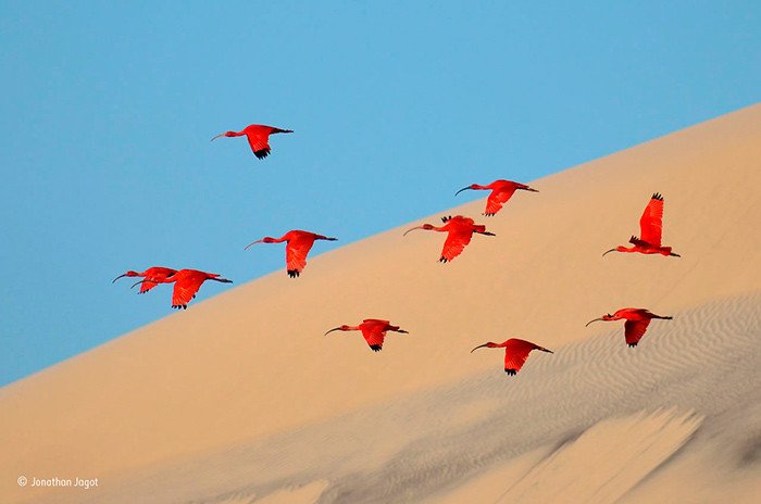 Flight of the scarlet ibis. Jonathan Jagot.