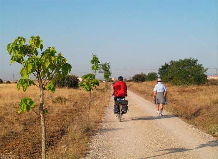 Los peregrinos desfilan ante unas catalpas desmirriadas, camino de Villadangos. Imagen de Guiarte.com/Tomás Alvarez