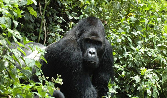 Eastern Gorilla. Critically Endangered. Photo: Intu Boedhihartono.