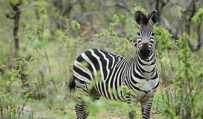 Plains Zebra Near Threatened. Photo: Jean-Christophe Vié.