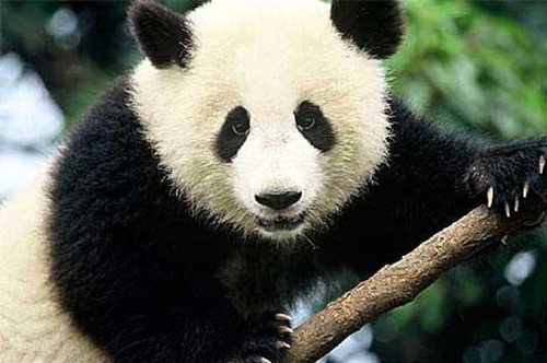 Crece el número de pandas en libertad en China © WWF / Michel Gunther