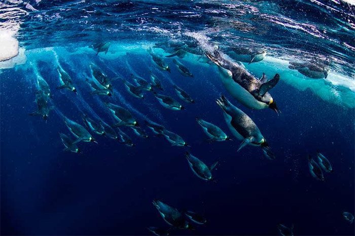 Pingüinos emperador (Aptenodytes forsteri) se sumergen en el mar de Ross, en la Antártida. © National Geographic Creative / Paul Nicklen / WWF