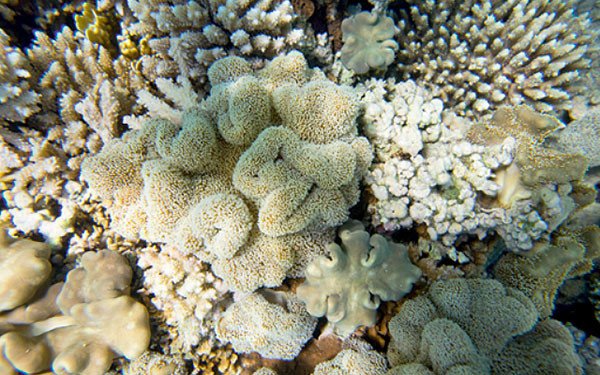 El arrecife de coral de Dahab en el mar Rojo, Egipto, tiene síntomas de blanqueamiento debido al calentamiento global. Foto WWF.