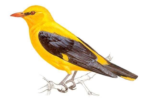 Los hábitos esquivos de este pájaro lo mantienen fuera de la vista del observador. Imagen de http://www.seo.org