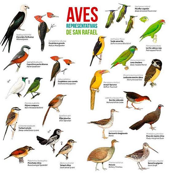 Aves de San Rafael: http://guyra.org.py/