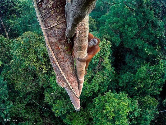 Un orangután sube a la copa de un árbol para buscar higos, en la selvas de Borneo. Fotografía ganadora del Wildlife Photographer of the Year 2016. Tim Laman.