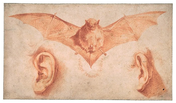 Un murciélago y dos orejas. José de Ribera. Principios 1620. The Metropolitan Museum of Art.