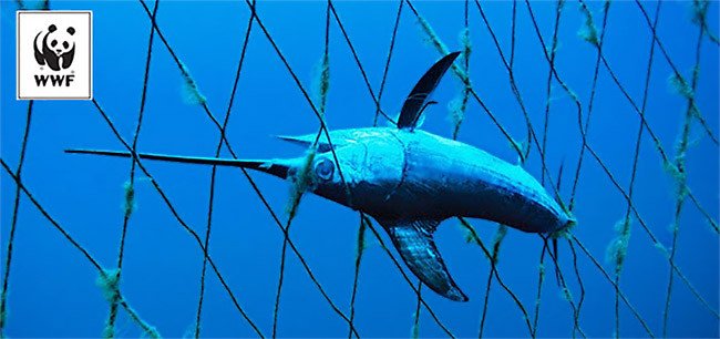 La situación del pez espada del Mediterráneo es alarmante. Foto WWF