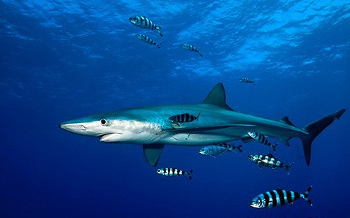 WWF propone medidas para la conservación de los tiburones tales como la prohibición de desecharlos tras cercenarles las aletas. Foto http://www.iucnredlist.org/