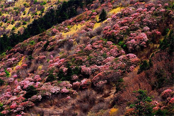 Shennongjia de Hubei, Patrimonio Mundial. Rododendros floridos. © Institute of Botany, The Chinese Academy of Science/ Jiang Yong/UNESCO